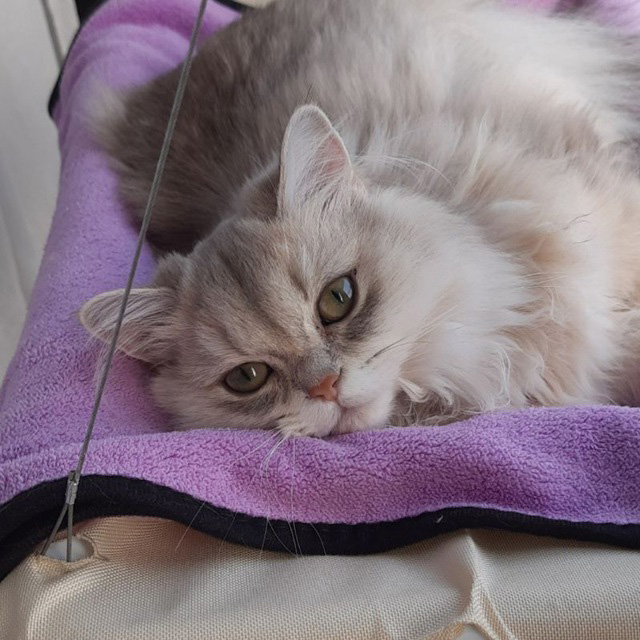 Кот